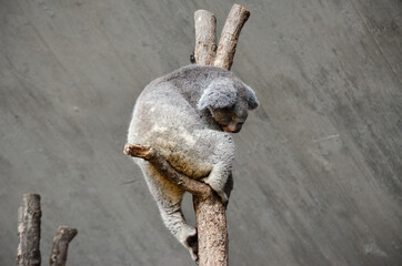 Koalas en el Zoo de Zurich © Marc