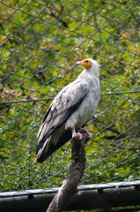 Aguila en el Zoo de Zurich