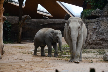 Elefantes bonitos en el Zoo de Zurich © Marc