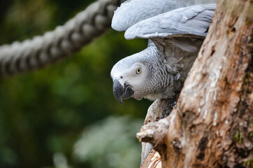 Loro en el Zoo de Zurich