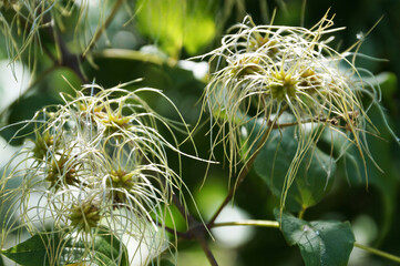 blooming clematis vitalba in the park close up