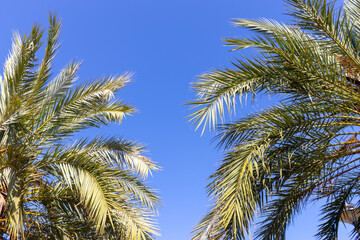 Fototapeta na wymiar Green palm trees against blue sky. Holiday resort paradise
