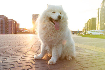 A beautiful white dog sits on the sidewalk against the background of a city block