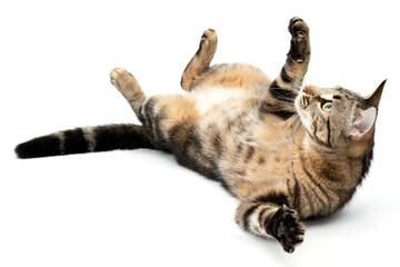 Playful cat lying tabby and funny isolated on white background.