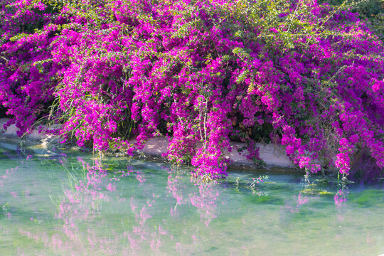 Bougainvillea bush above the water. Violet blossom in summer