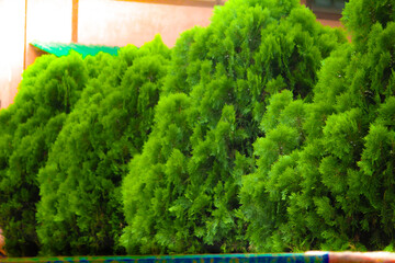 green trees in the garden