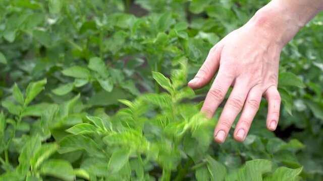 Farmer is carefully running his hand over the green leaves of plants potatoes in a potato field. Concept of growing healthy and environmentally friendly vegetables