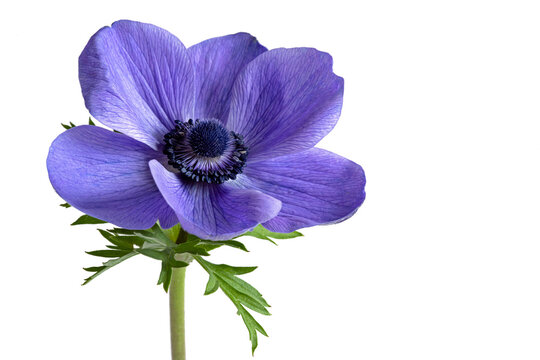 Isolated beautiful blue anemone flower on white background