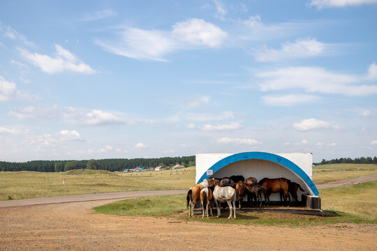 Horses sleep standing up in the bus stop near by Ulgi village, Kazakhstan