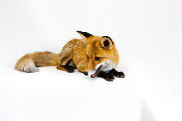 Red ginger fox sits on a white background 