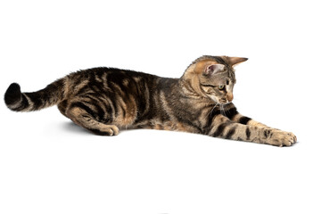 Playful cat lying tabby and funny isolated on white background.