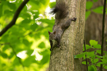 Red squirrel looking for food. Squirrel alone in the forest. European wild nature. Squirrel climbing on the tree