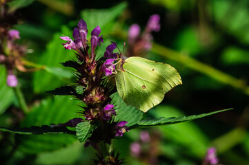 The Gonepteryx rhamni