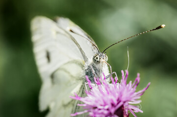 The large cabbage white