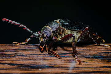 The prionus coriarius