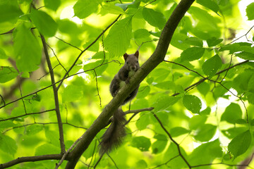Red squirrel looking for food. Squirrel alone in the forest. European wild nature. Squirrel climbing on the tree