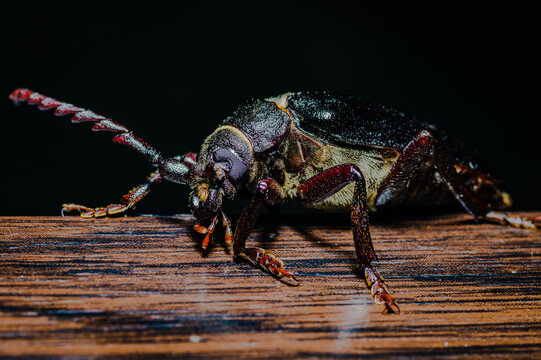 The prionus coriarius
