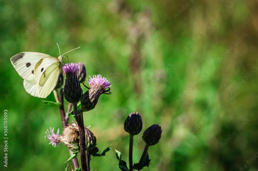 Sticker the large cabbage white