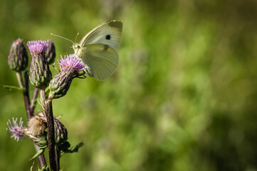 The large cabbage white