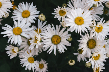 Fototapeta premium Field of daisies close-up, top view