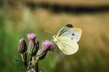 The large cabbage white