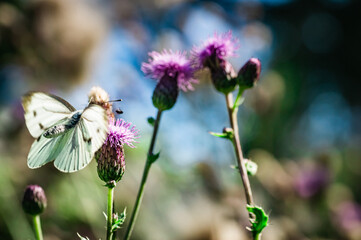 The large cabbage white during the flight.