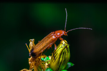 The common red soldier beetle
