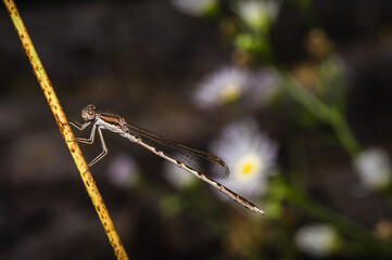 A damselfly
