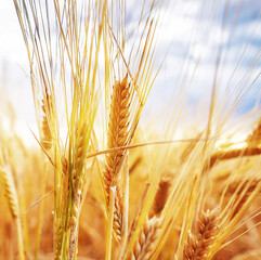 Close up beautiful gold wheat field