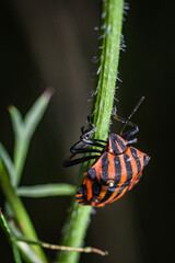 The striped shield bug