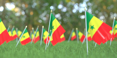 National flags of Senegal in the grass. Celebration related 3D rendering