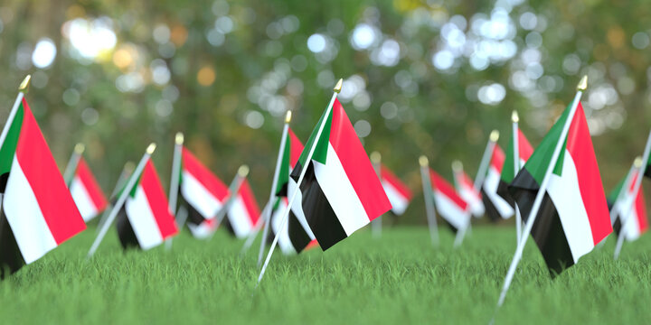 National flags of Sudan in the grass. Celebration related 3D rendering