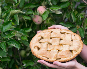 Apple pie in hands outdoors, apple three in background, selective focus