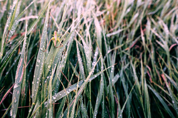Grasshopper in summer grass with rain drops