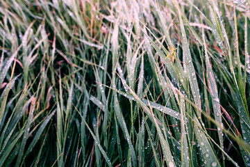 Grasshopper in wet grass with rain drops