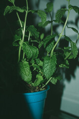 Plant de menthe dans un pot