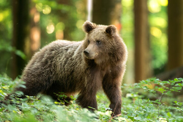 Obraz premium Brown bear looking for food. Bear alone in the forest. European wild nature.