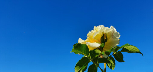 Bonn Germany July 2020 yellow rose in beautiful weather with blue sky