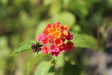 Evergreen Lantana Flower from Papuan