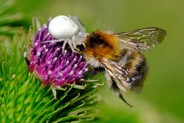 Krabbenspinne vergiftet Hummel und saugt sie aus
