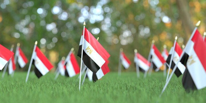 Flags of Egypt in the grass. National holiday related 3D rendering