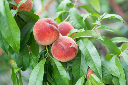 Sweet ripe peaches growing on a peach tree branch, selective focus