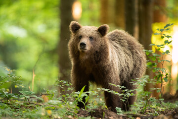 Naklejka na ściany i meble Brown bear looking for food. Bear alone in the forest. European wild nature.