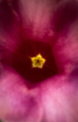 Beautiful aura mark inside a flower