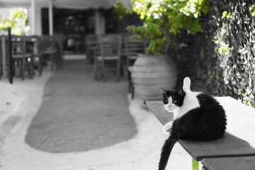 A cat on the table in the restaurant, Athens, Greece, Europe