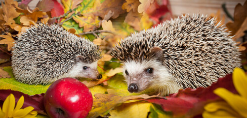 Four-toed Hedgehog (African pygmy hedgehog) - Atelerix albiventris