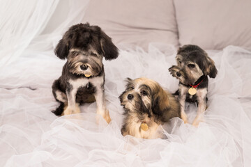 Three Bichon Lion dogs photographed in the studio