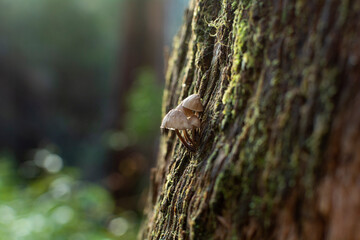 Mushrooms growing on a tree