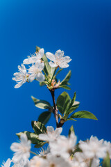 apple tree blossom