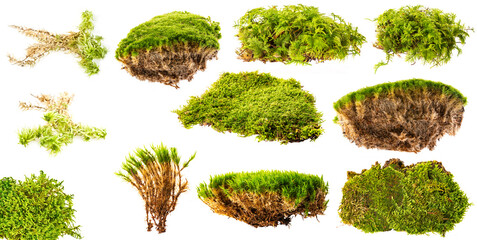 green moss isolated on a white background - collection